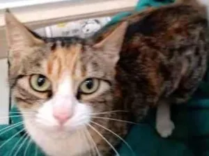 Gato raça SRD-ViraLata idade 7 a 11 meses nome LINDINHA