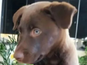 Cachorro raça Mestico  idade 2 a 6 meses nome Bombom 