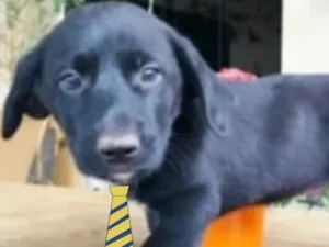 Cachorro raça Mestico  idade 2 a 6 meses nome Shazan 