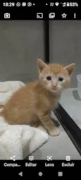 Simba Júnior 