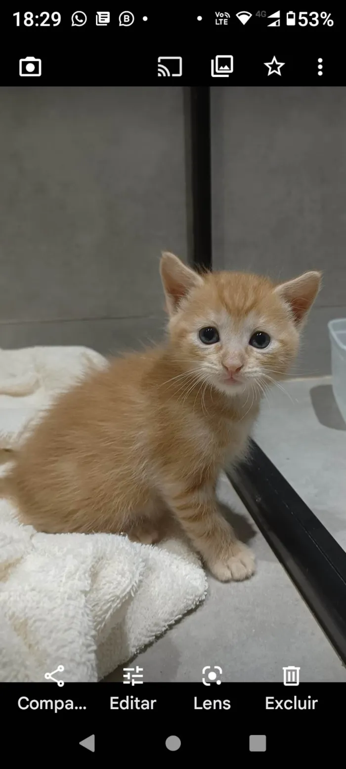 Gato ra a RND idade Abaixo de 2 meses nome Simba Júnior 