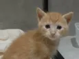 Simba Júnior 