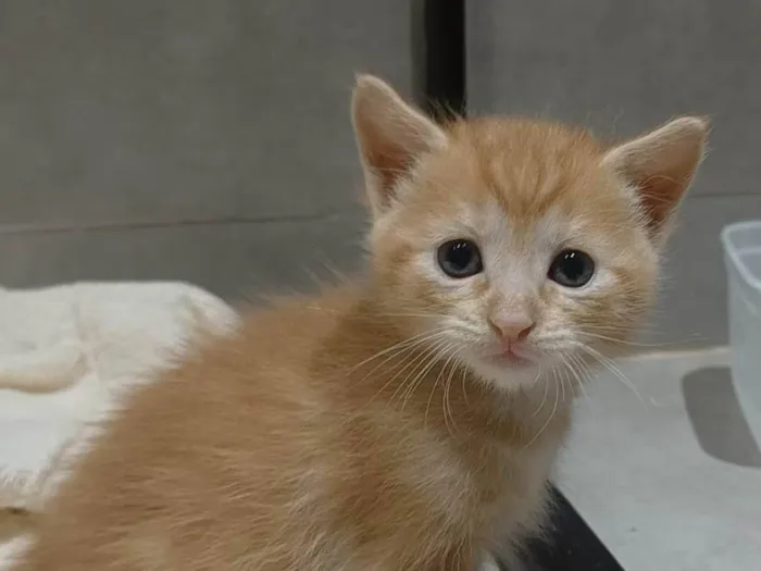 Gato ra a RND idade Abaixo de 2 meses nome Simba Júnior 