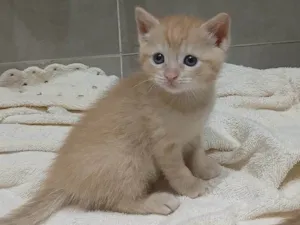 Gato raça SRD-ViraLata idade Abaixo de 2 meses nome Vini