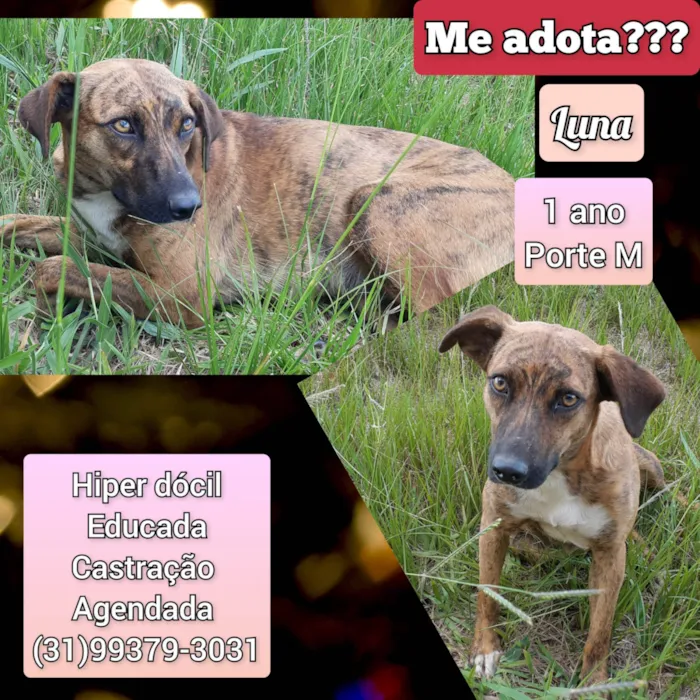 Cachorro raça SRD-ViraLata idade 1 ano nome Luna