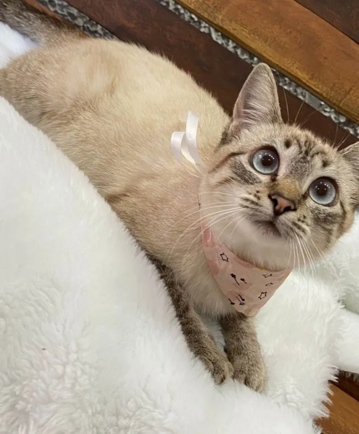 Gato ra a Mestiça siamês  idade 2 a 6 meses nome SUSHI