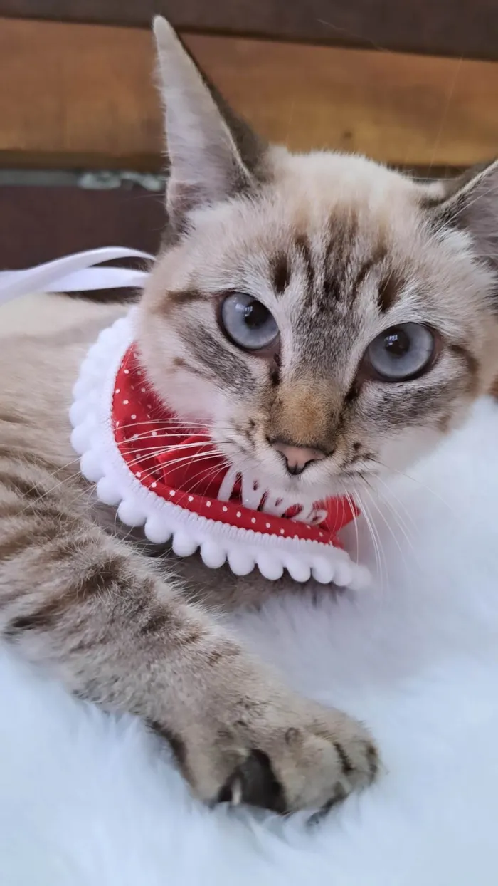 Gato ra a Mestiça siamês  idade 2 a 6 meses nome SUSHI