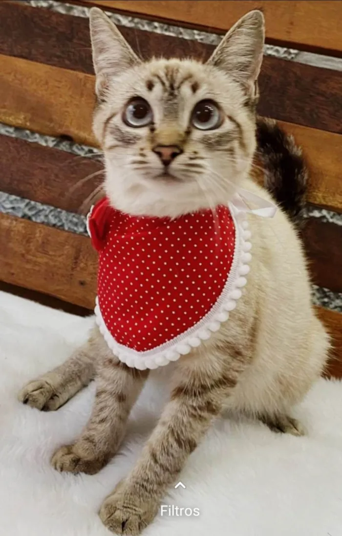 Gato ra a Mestiça siamês  idade 2 a 6 meses nome SUSHI