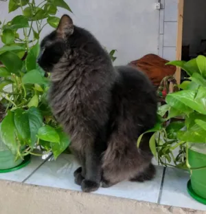 Gato raça SRD-ViraLata idade 4 anos nome LUCAS
