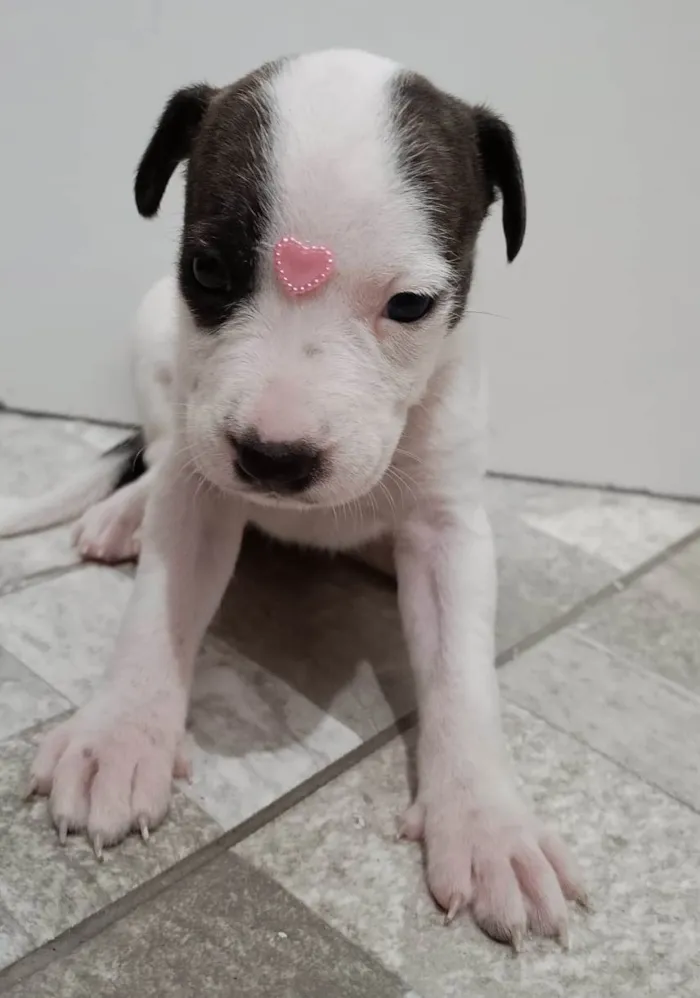 Cachorro ra a Mestico de pitbull idade Abaixo de 2 meses nome Filhotes 30 dias