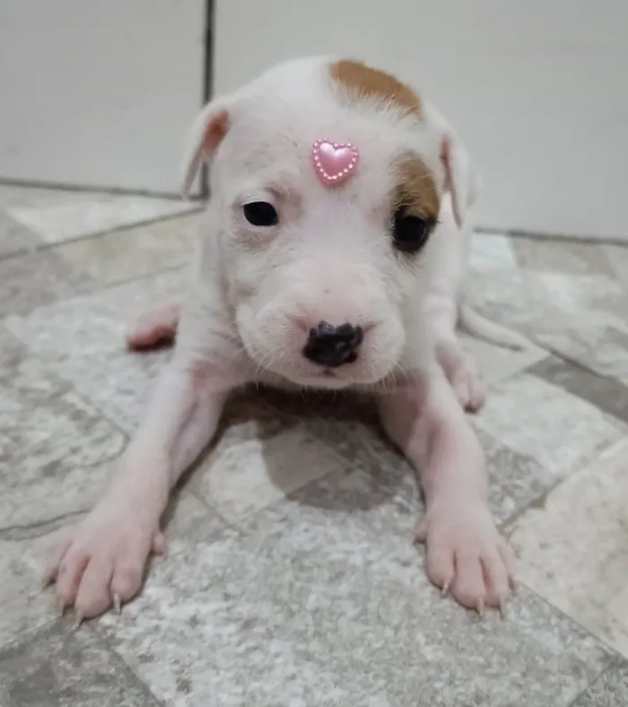 Cachorro ra a Mestico de pitbull idade Abaixo de 2 meses nome Filhotes 30 dias