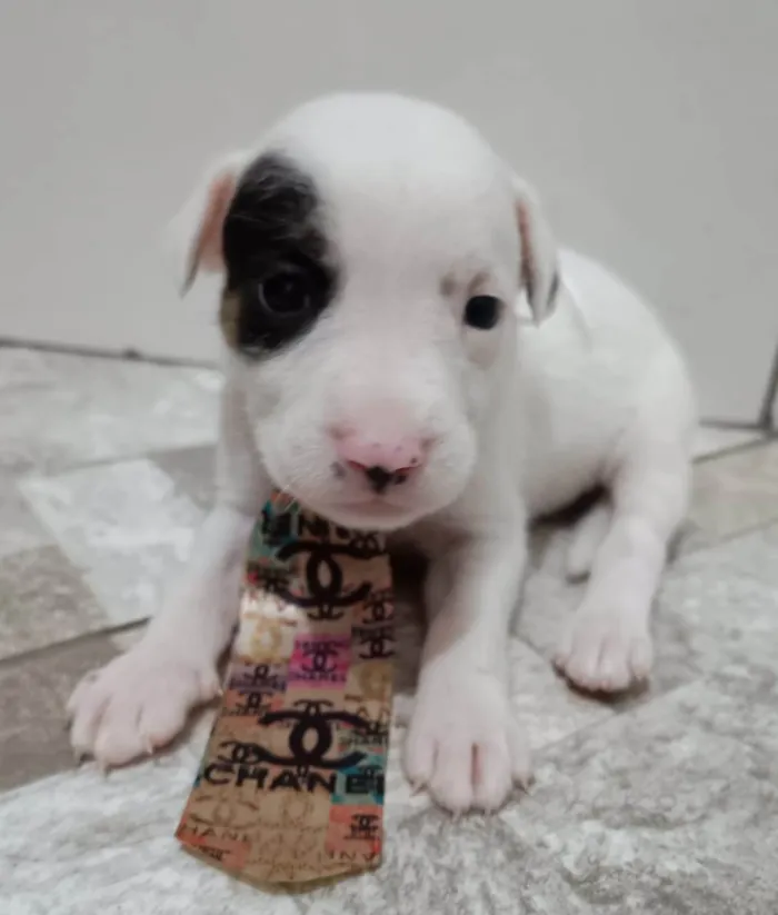 Cachorro ra a Mestico de pitbull idade Abaixo de 2 meses nome Filhotes 30 dias