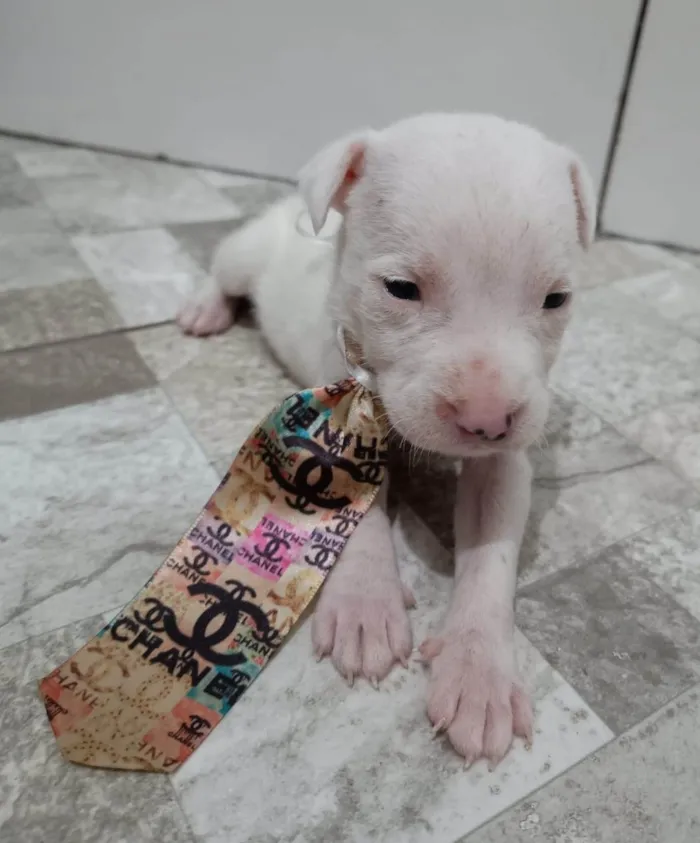 Cachorro ra a Mestico de pitbull idade Abaixo de 2 meses nome Filhotes 30 dias