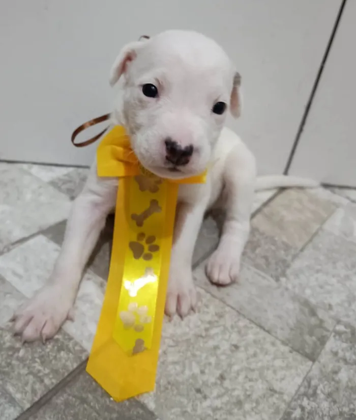 Cachorro ra a Mestico de pitbull idade Abaixo de 2 meses nome Filhotes 30 dias