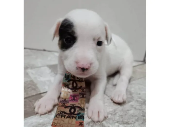 Cachorro ra a Mestico de pitbull idade Abaixo de 2 meses nome Filhotes 30 dias