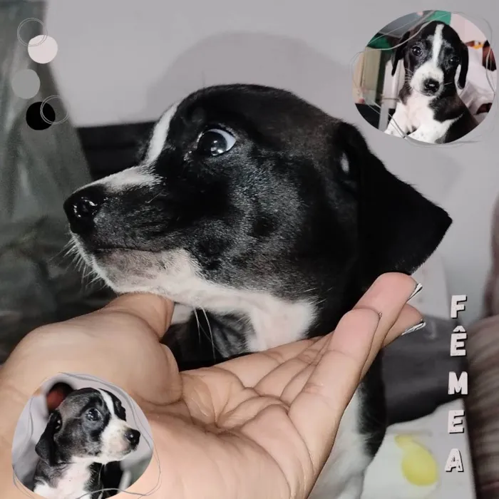 Cachorro ra a SRD idade Abaixo de 2 meses nome Sem nomes