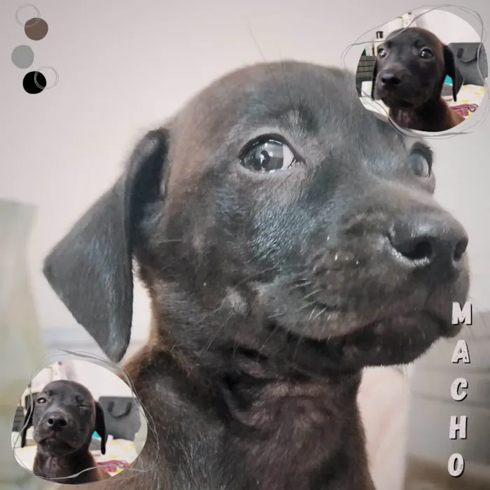 Cachorro ra a SRD idade Abaixo de 2 meses nome Sem nomes