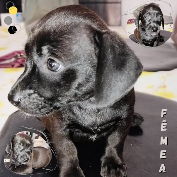 Cachorro ra a SRD idade Abaixo de 2 meses nome Sem nomes