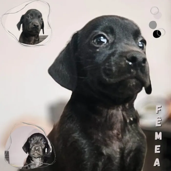 Cachorro ra a SRD idade Abaixo de 2 meses nome Sem nomes