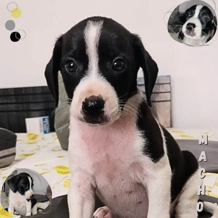 Cachorro ra a SRD idade Abaixo de 2 meses nome Sem nomes