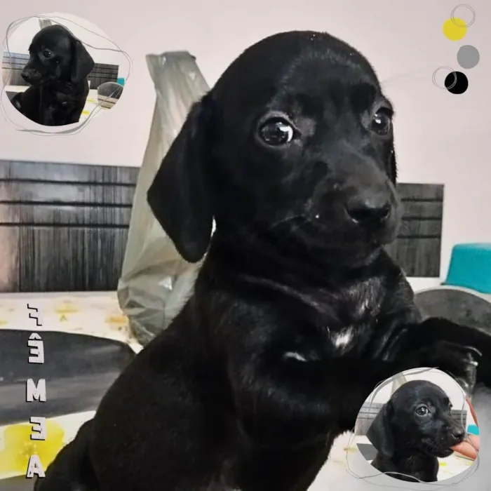 Cachorro ra a SRD idade Abaixo de 2 meses nome Sem nomes