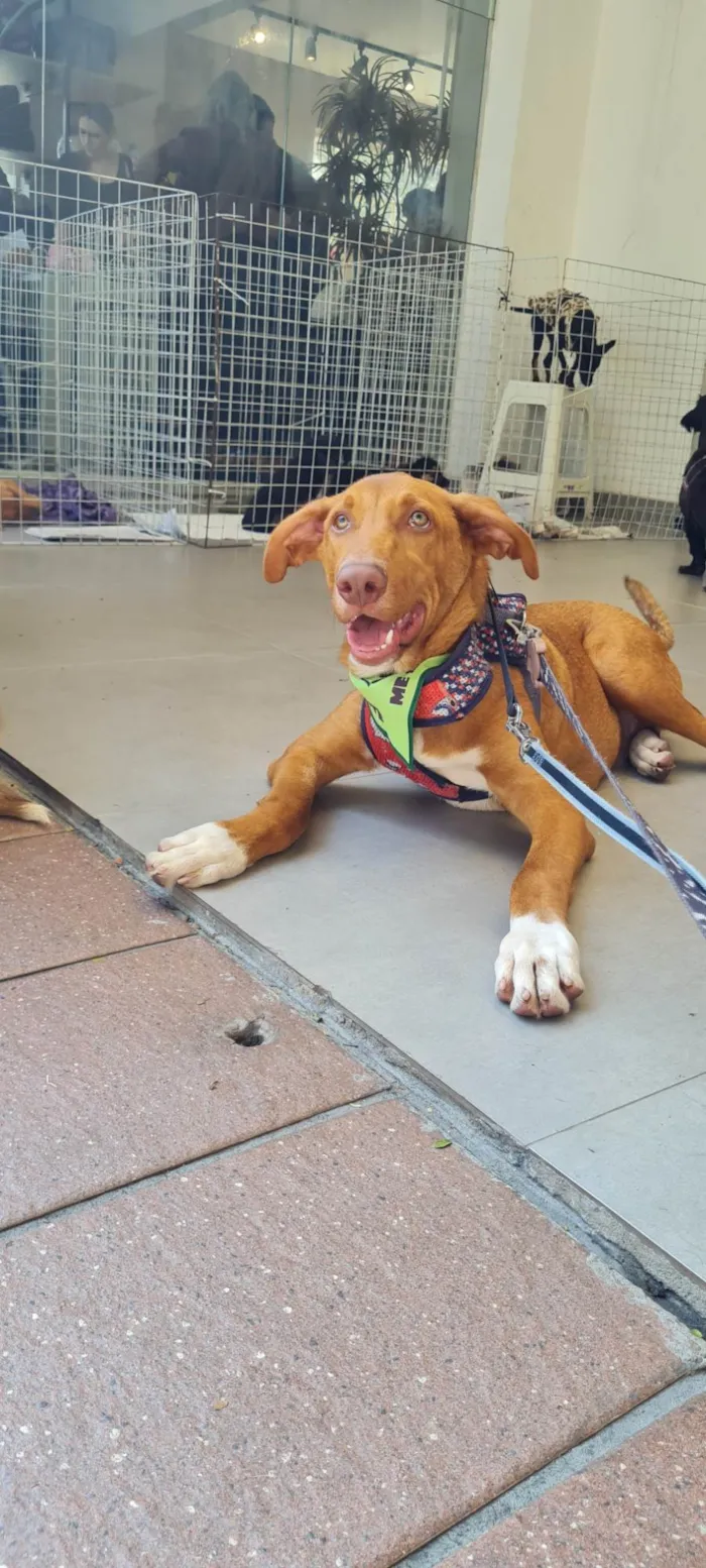 Cachorro raça SRD-ViraLata idade 7 a 11 meses nome TOBBY