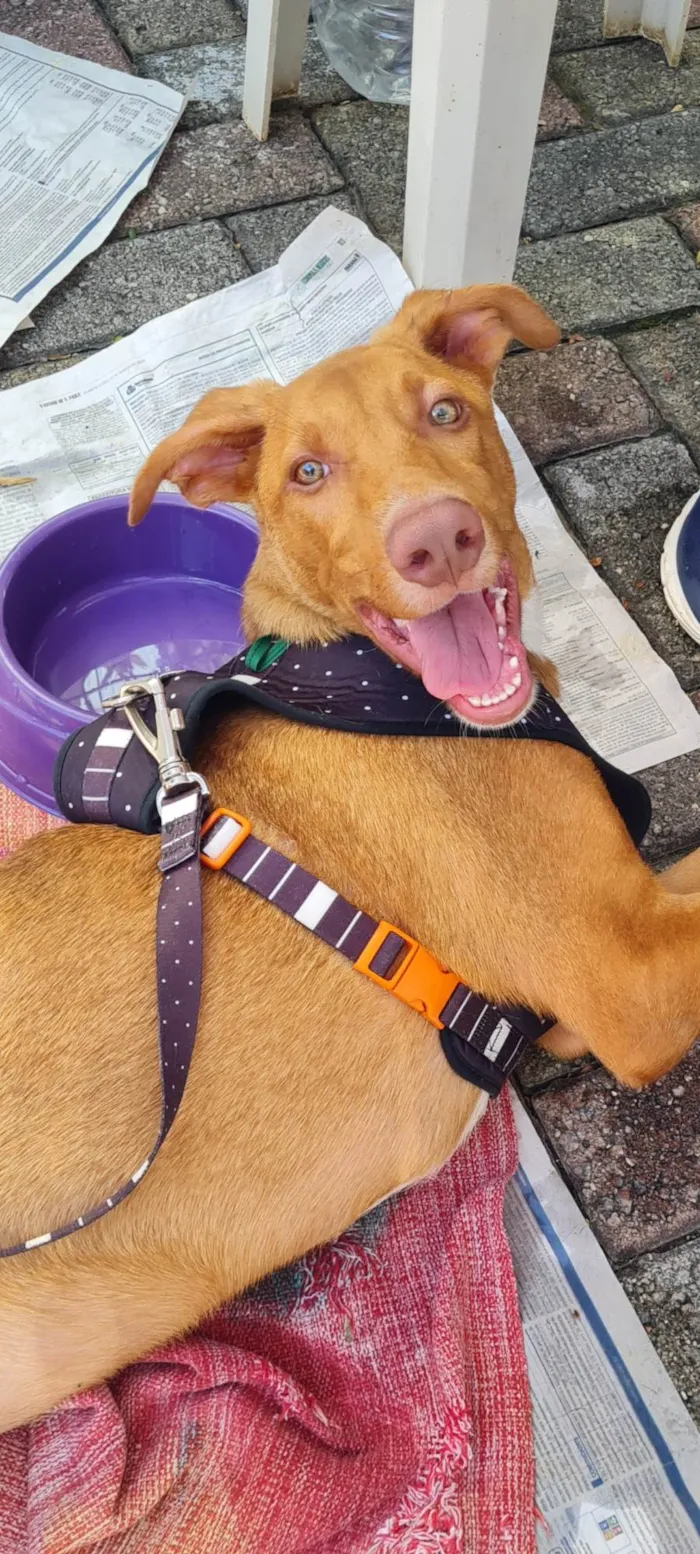 Cachorro raça SRD-ViraLata idade 7 a 11 meses nome TOBBY