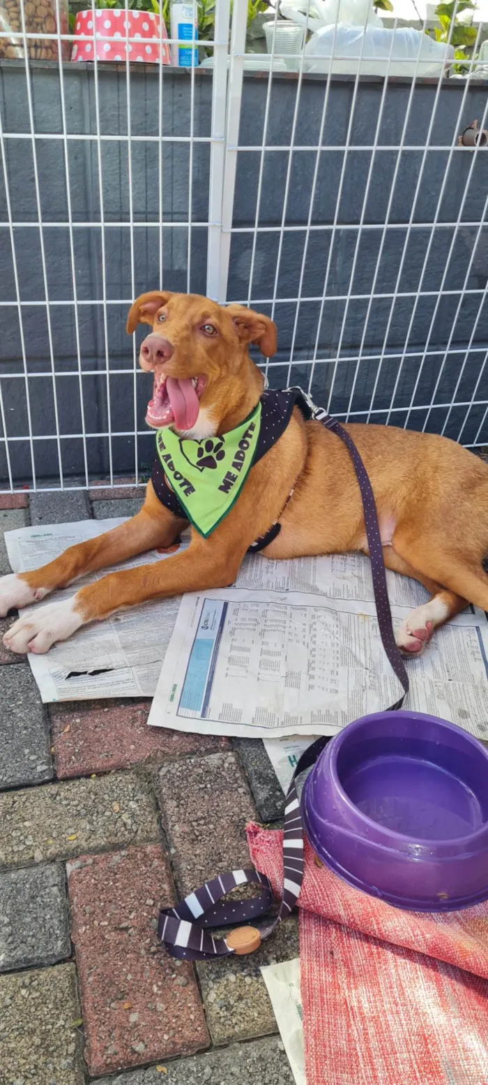 Cachorro raça SRD-ViraLata idade 7 a 11 meses nome TOBBY