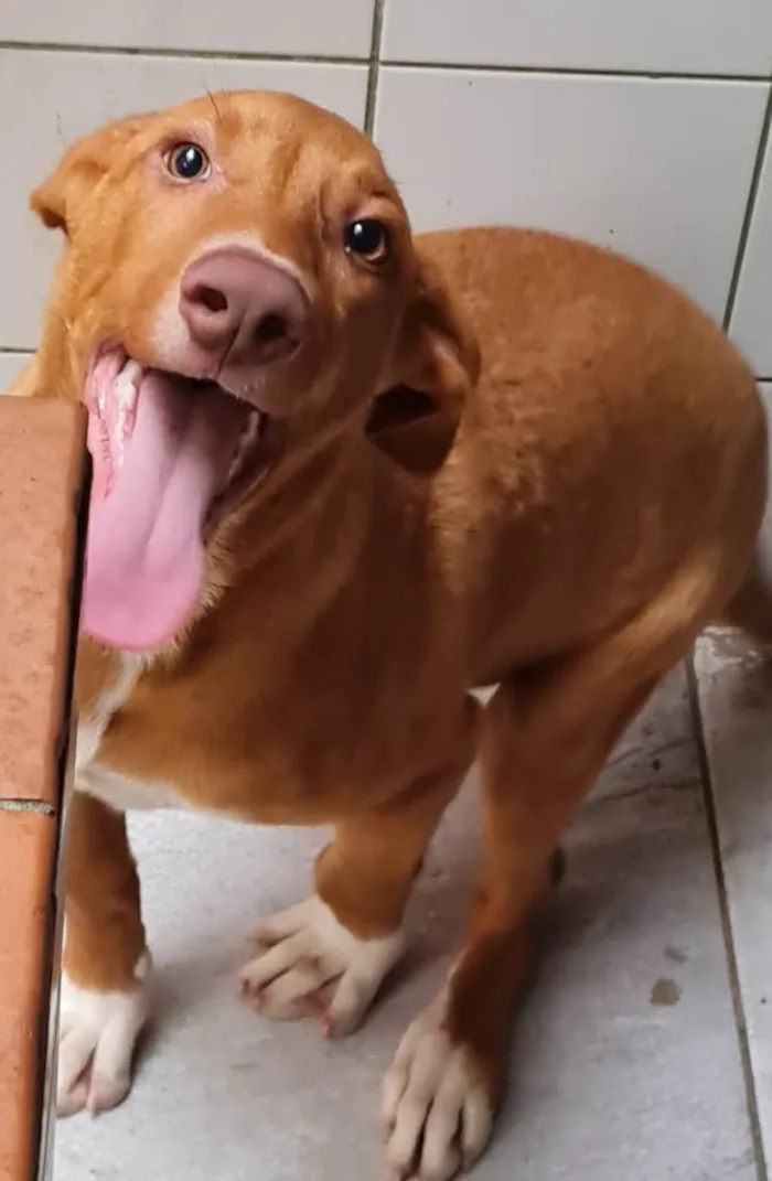 Cachorro raça SRD-ViraLata idade 7 a 11 meses nome TOBBY