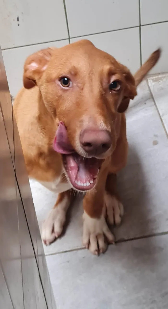 Cachorro raça SRD-ViraLata idade 7 a 11 meses nome TOBBY