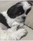 Bob 
