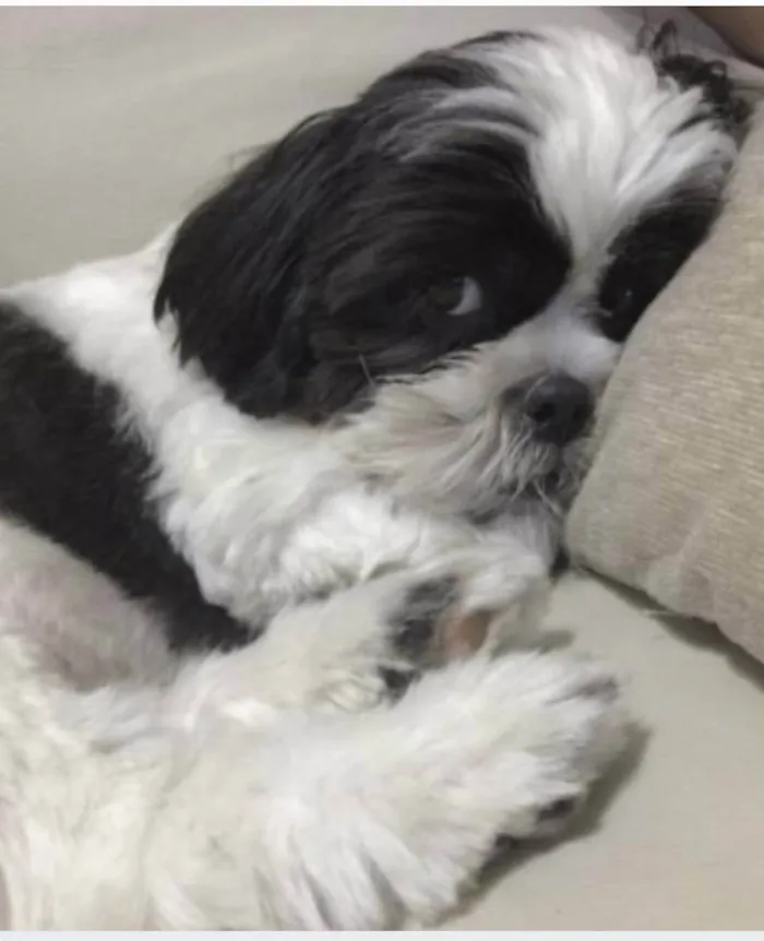 Cachorro ra a Shitzu idade 1 ano nome Bob 