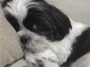 Cachorro raça Shitzu idade 1 ano nome Bob 