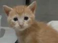 Simba Júnior 