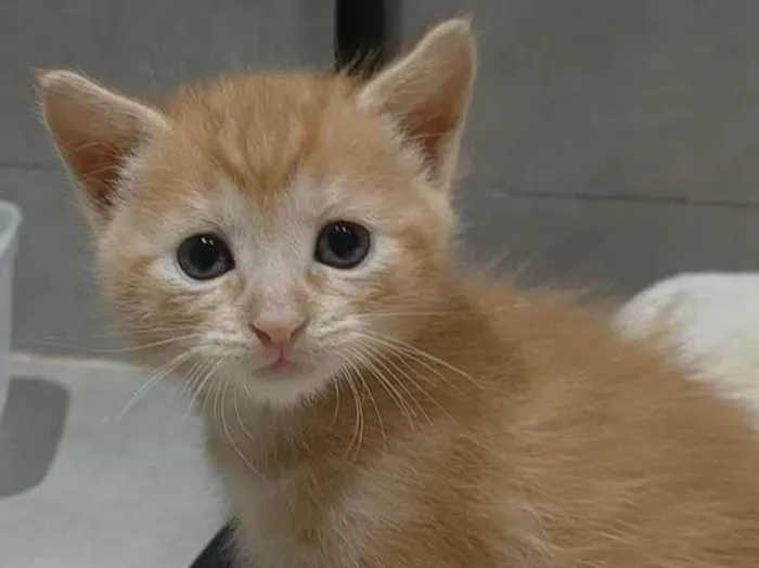 Gato ra a RND idade Abaixo de 2 meses nome Simba Júnior 