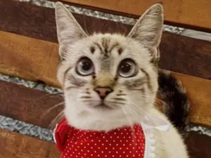 Gato raça Mestiça siamês  idade 2 a 6 meses nome SUSHI