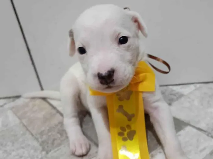 Cachorro ra a Mestico de pitbull idade Abaixo de 2 meses nome Filhotes 30 dias