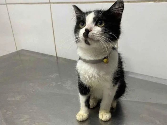 Gato raça Srd idade 2 a 6 meses nome Fred