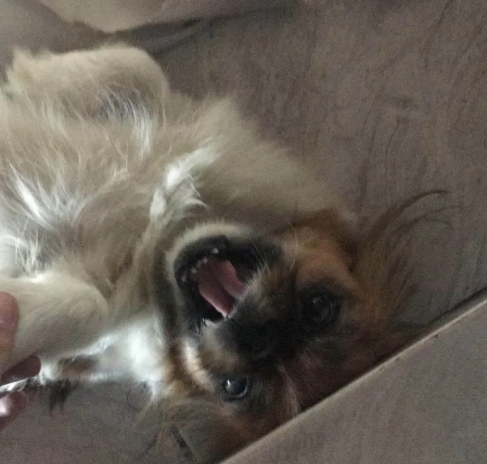 Cachorro raça Pequinês idade 6 ou mais anos nome Mel