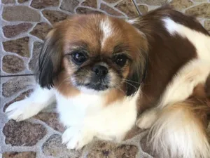 Cachorro raça Pequinês idade 6 ou mais anos nome Mel