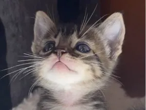 Gato raça Srd idade Abaixo de 2 meses nome Nino