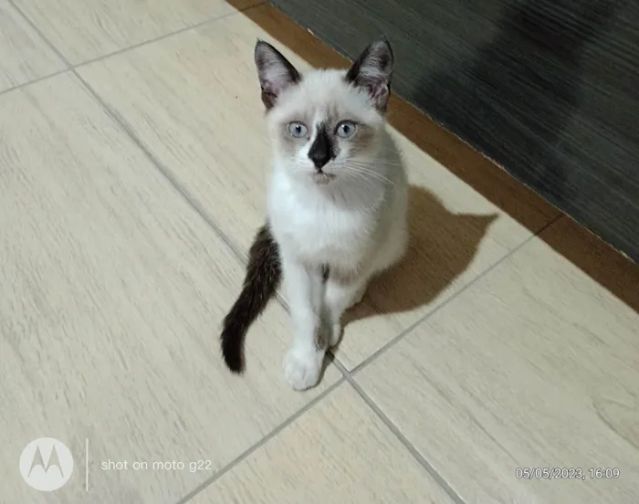 Gato ra a SRD-ViraLata idade Abaixo de 2 meses nome Fofura