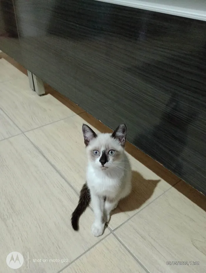 Gato ra a SRD-ViraLata idade Abaixo de 2 meses nome Fofura