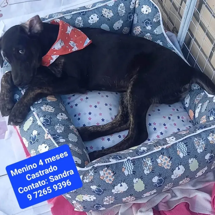 Cachorro ra a SRD-ViraLata idade 2 a 6 meses nome Sem nome - Sandra protetora 