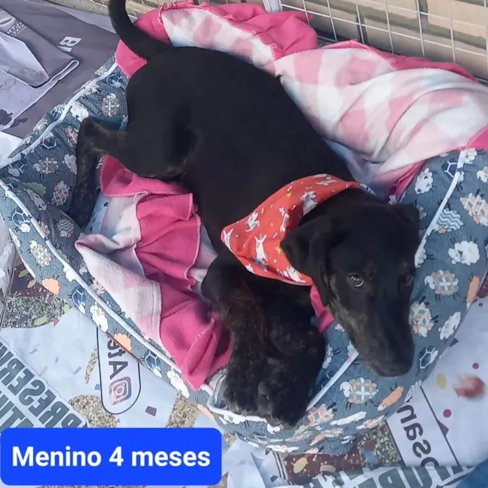 Cachorro ra a SRD-ViraLata idade 2 a 6 meses nome Sem nome - Sandra protetora 