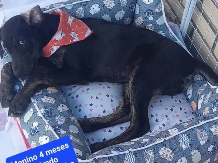 Cachorro ra a SRD-ViraLata idade 2 a 6 meses nome Sem nome - Sandra protetora 