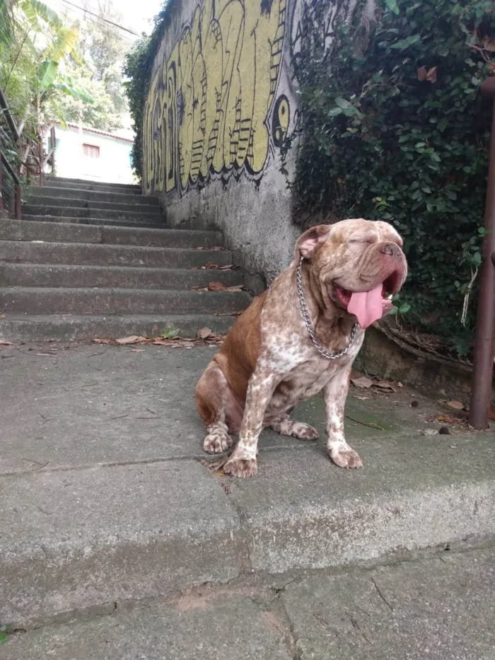Cachorro raça Buldogue campeiro idade 4 anos nome Aruana
