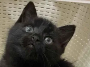Gato raça Srd idade Abaixo de 2 meses nome Juliana 