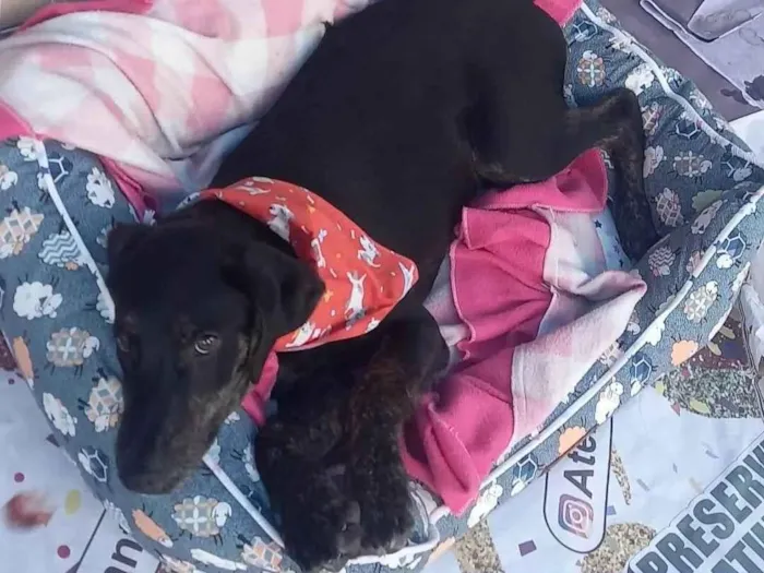 Cachorro ra a SRD-ViraLata idade 2 a 6 meses nome Sem nome - Sandra protetora 