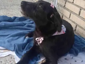 Cachorro raça Srd idade 2 a 6 meses nome Sem nome- Sandra protetora